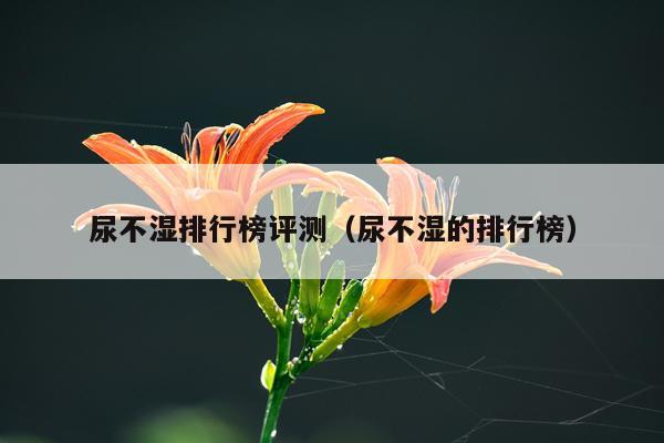 尿不湿排行榜评测（尿不湿的排行榜）