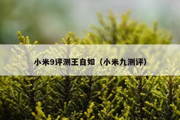 小米9评测王自如（小米九测评）