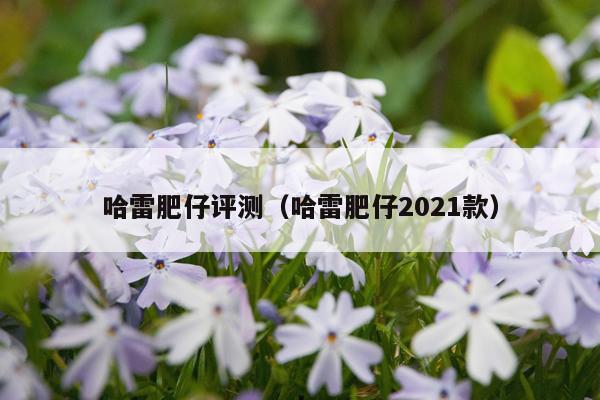 哈雷肥仔评测（哈雷肥仔2021款）