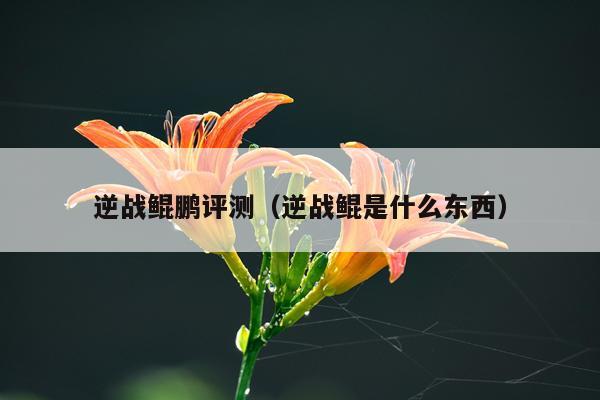 逆战鲲鹏评测（逆战鲲是什么东西）