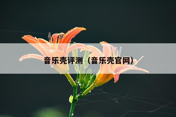 音乐壳评测（音乐壳官网）