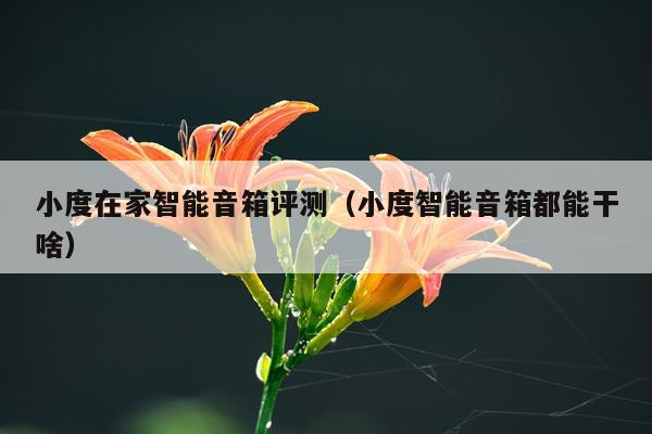 小度在家智能音箱评测（小度智能音箱都能干啥）