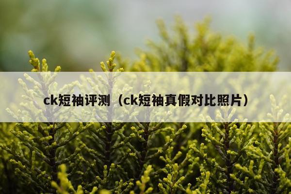 ck短袖评测（ck短袖真假对比照片）